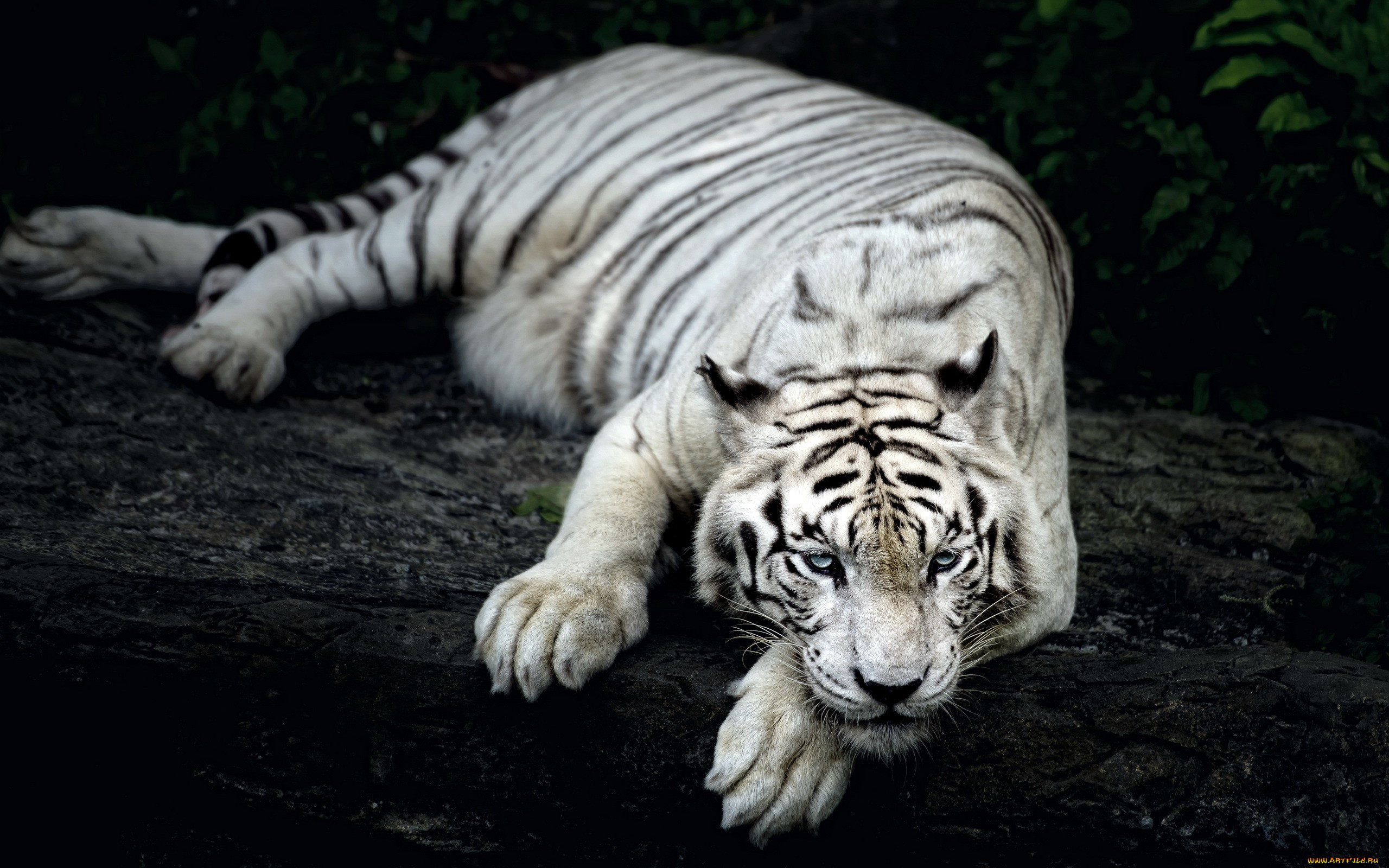 white tiger animal wide