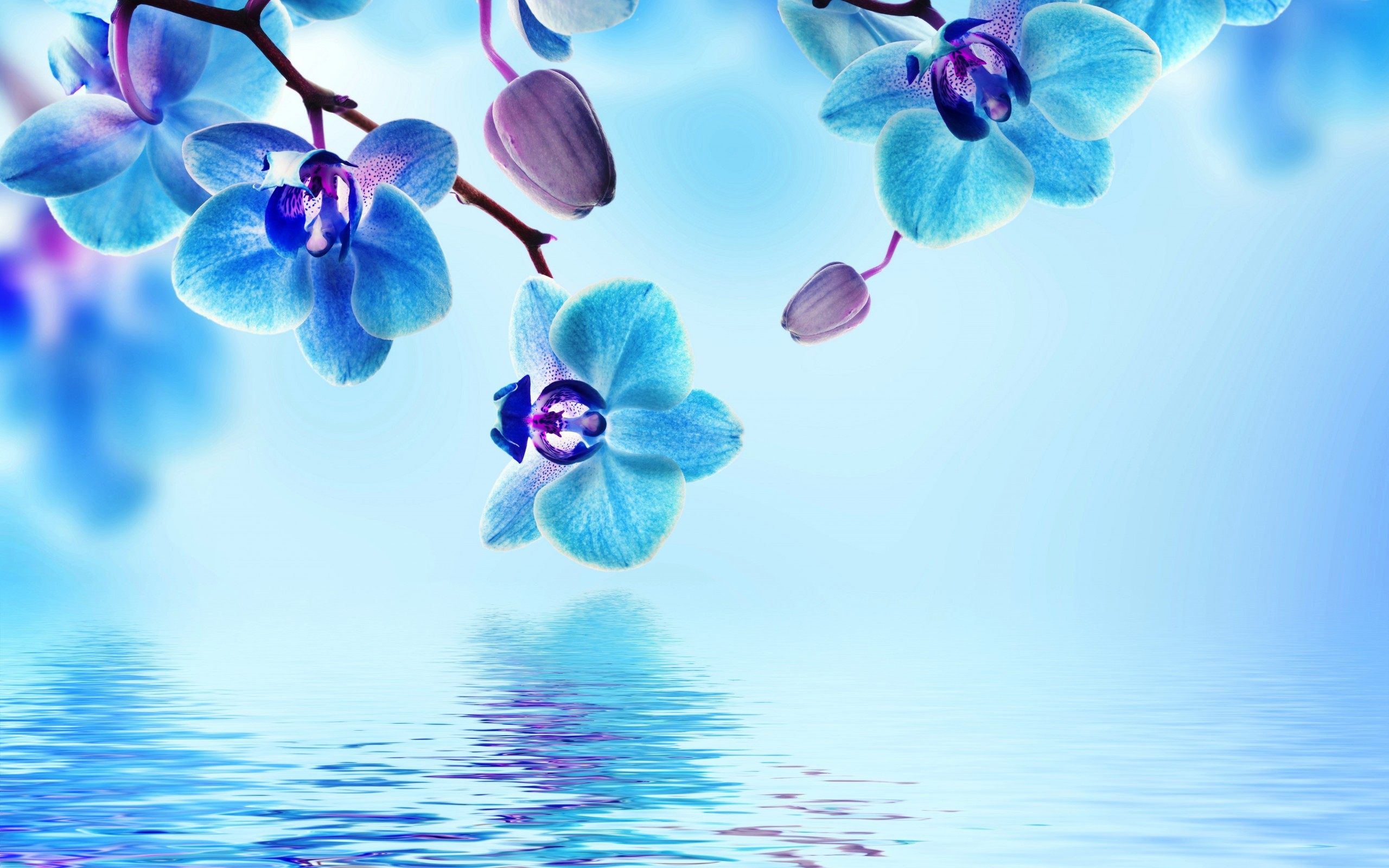 blue orchid flower wallpaper