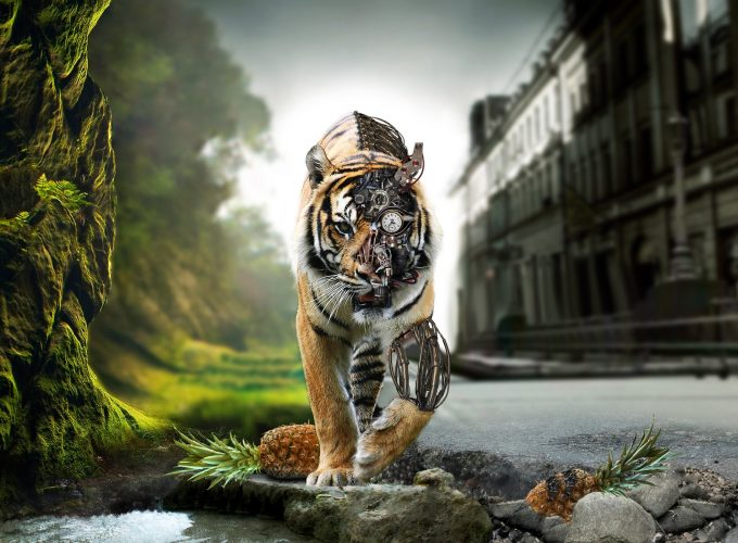 Awesome Tiger Best Images