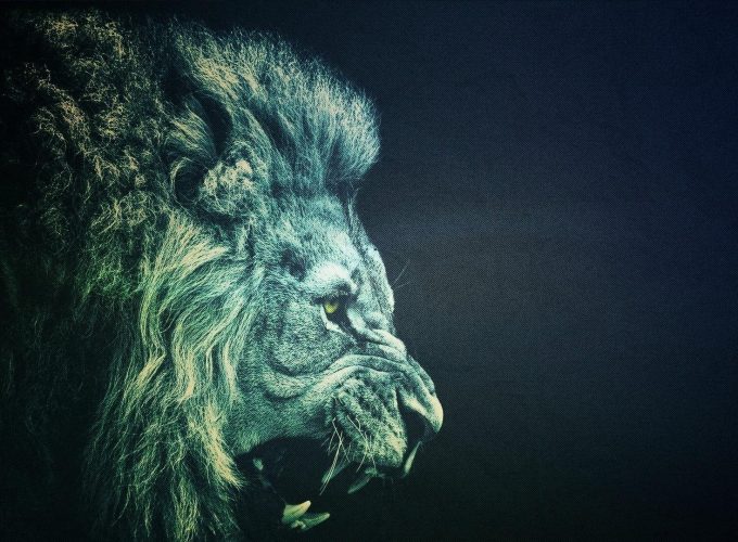 Lion Full HD Best Wallpaper and Background