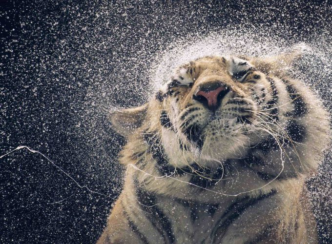 4K Tiger and Water