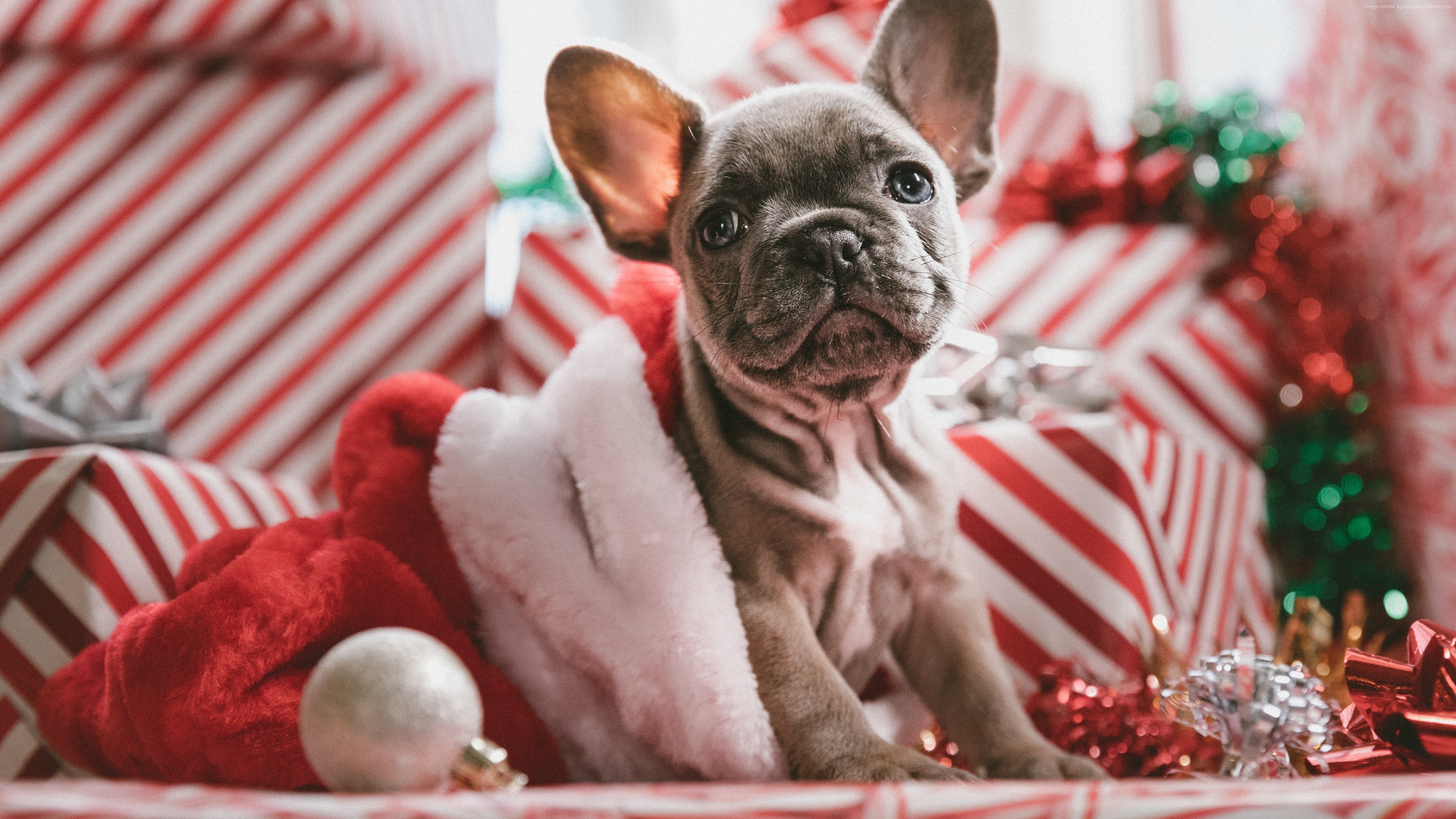 wallpaper christmas new year puppy cute animals 5k animals wallpaper download high resolution 4k wallpaper wallpaper christmas new year puppy