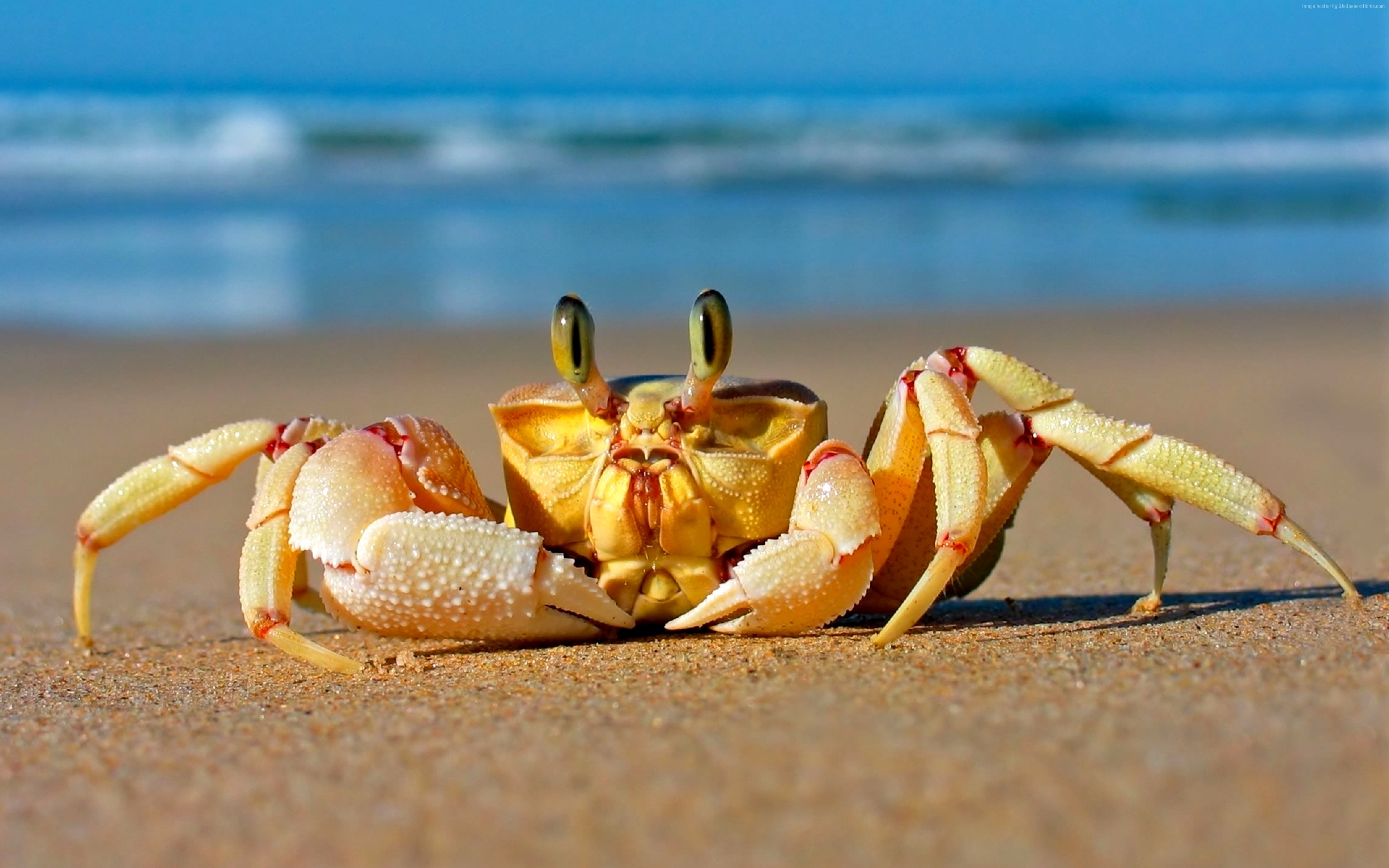 Wallpaper Crab Mediterranean Sea Sand Funny Cute Animals