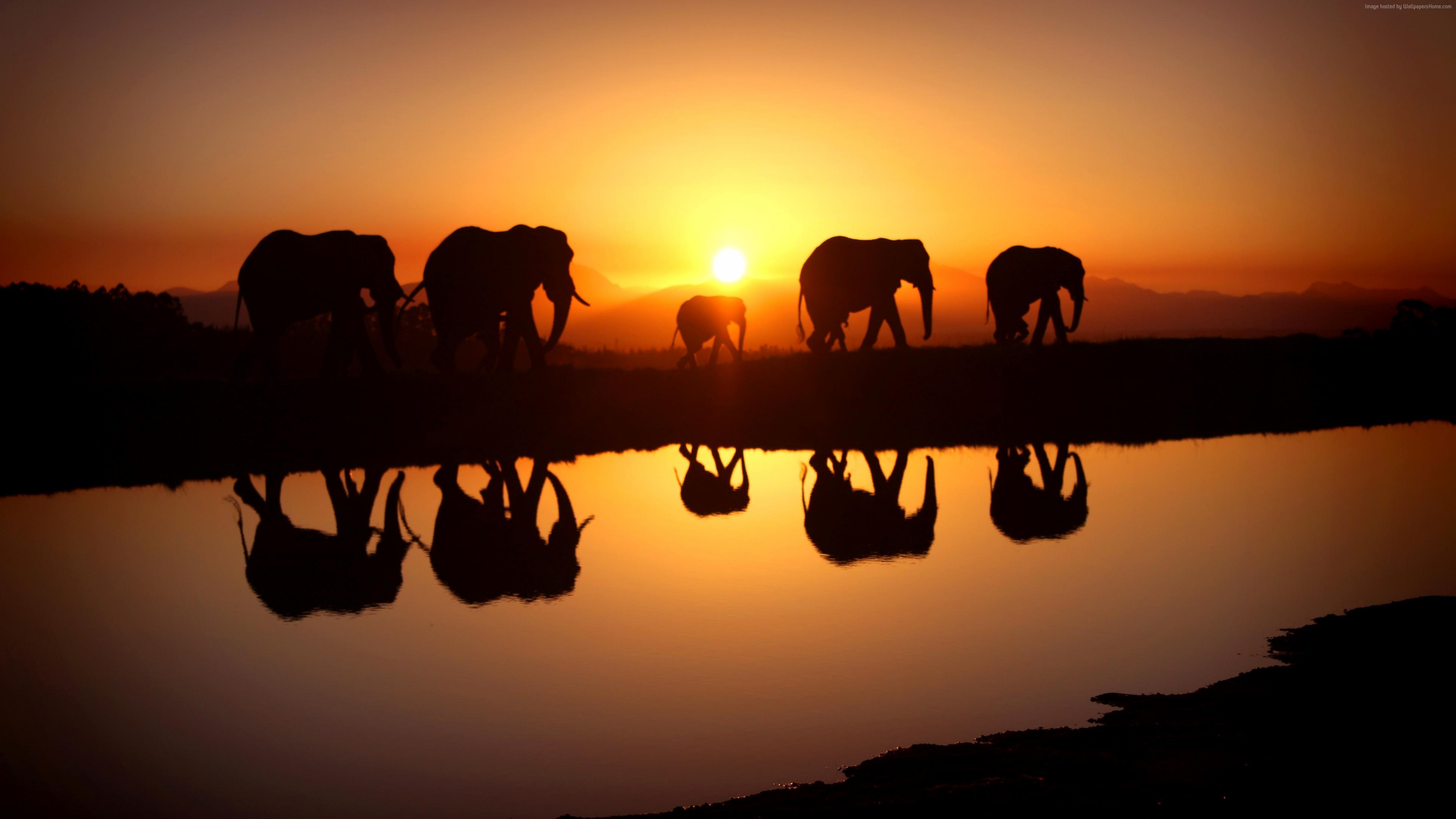 Wallpaper Elephant Sunset Water Animals Wallpaper Download