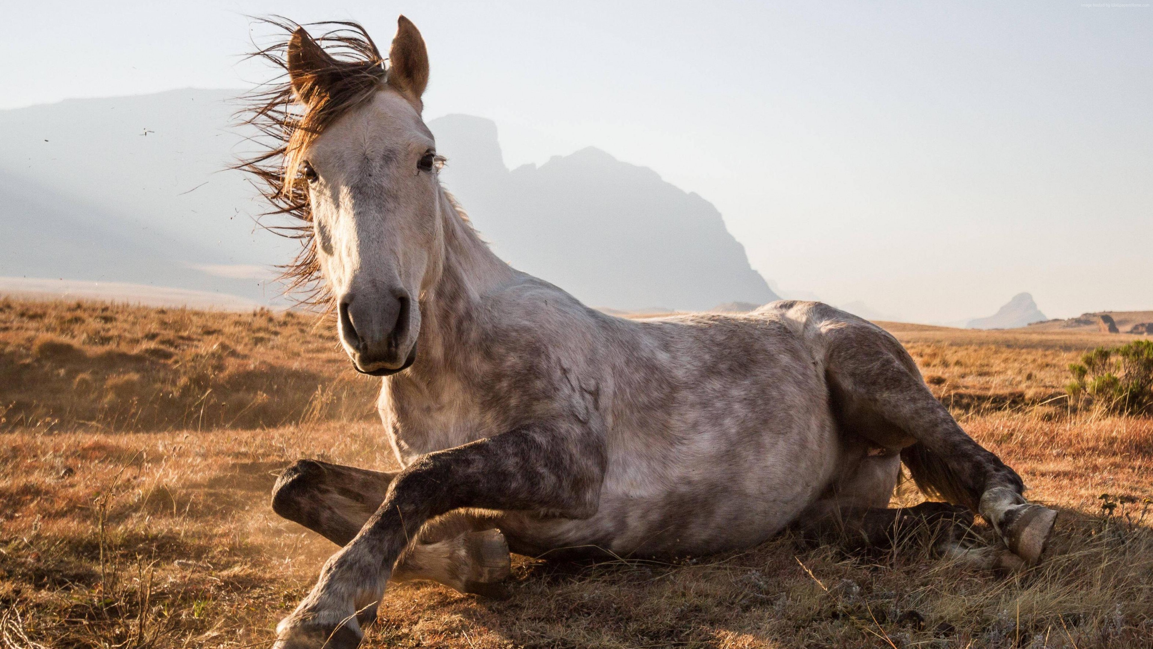 wallpaper horse sehlabathebe national park lesotho national geographic traveler photo contest animals wallpaper download high resolution 4k wallpaper wallpaper horse sehlabathebe national