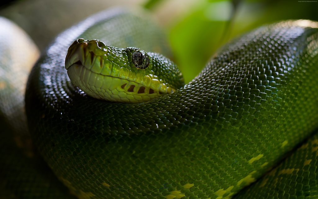 Wallpaper Python, Snake, Head, Scales, Green, Boa, Animals Wallpaper ...