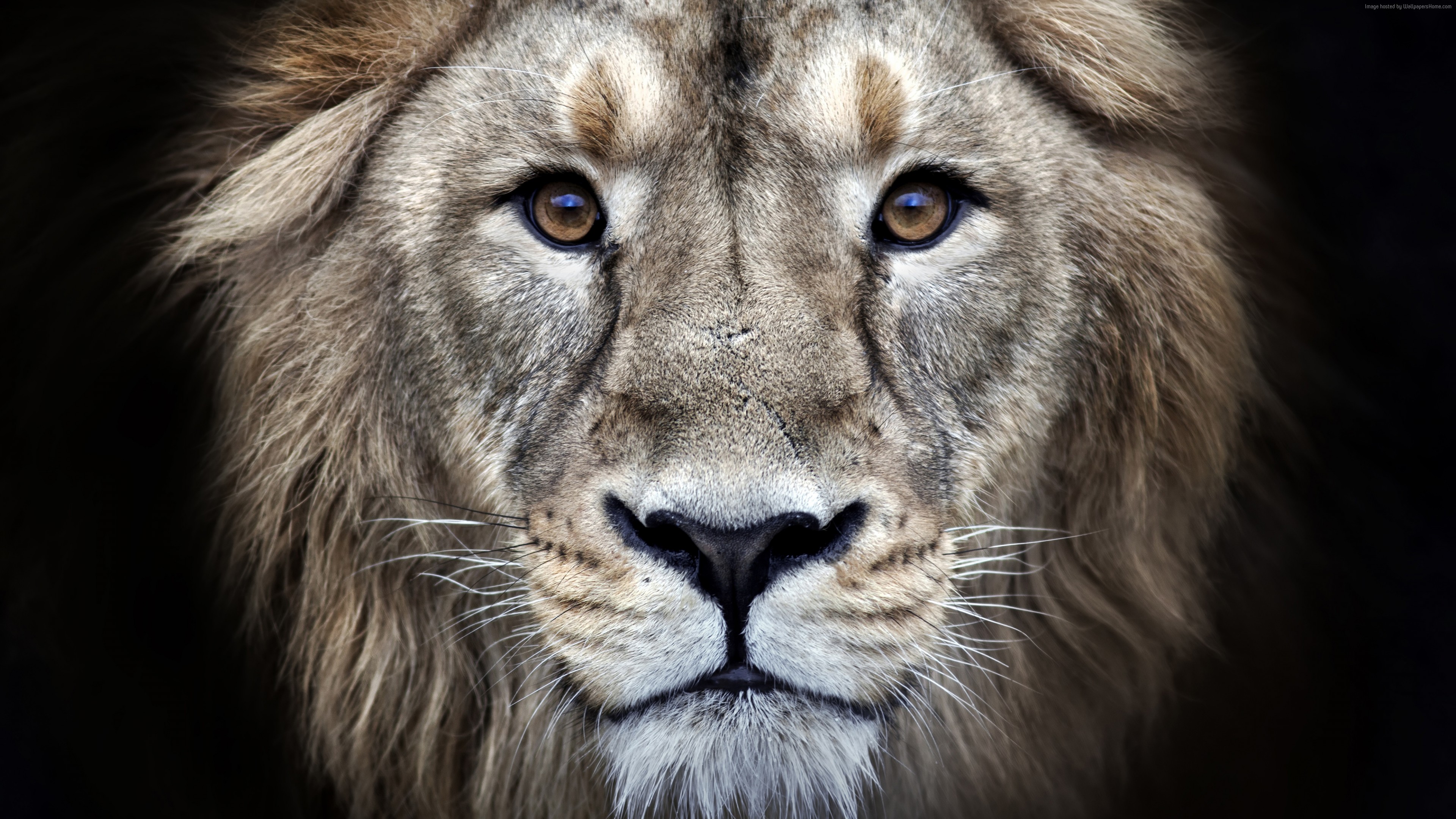 Wallpaper Lion 4k Animals Wallpaper Download High Resolution