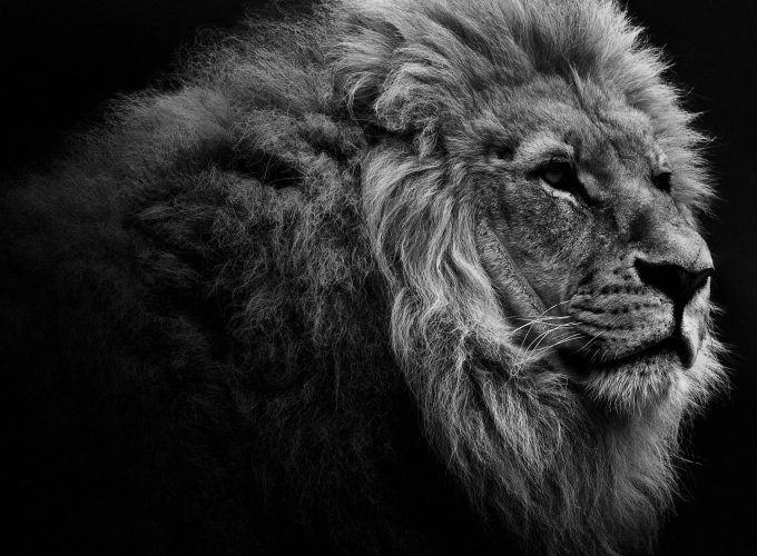 Lion Portrait BW Desktop