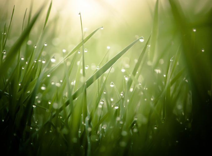 Morning Dew On Grass Threads 4K Ultra HD Desktop