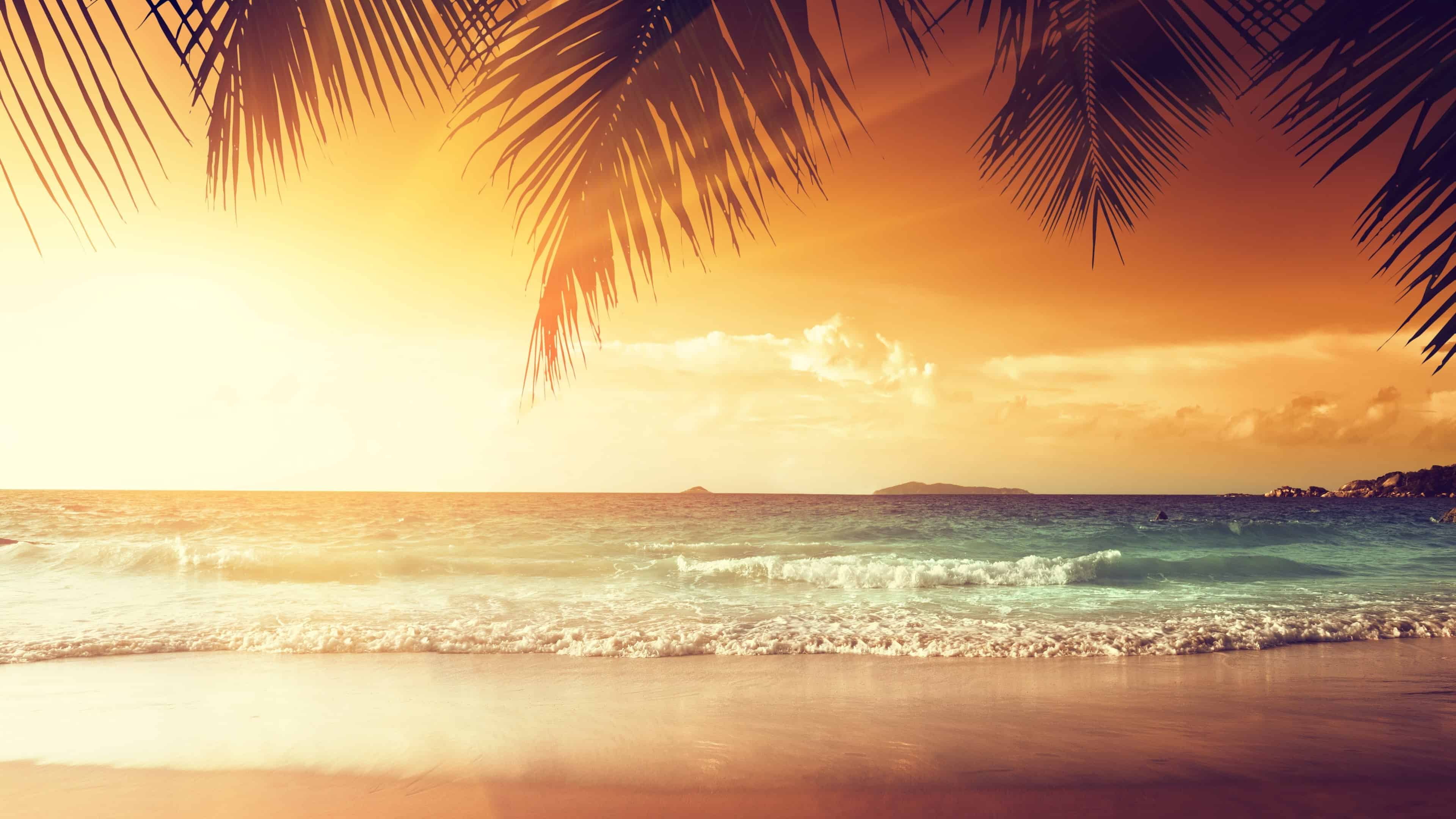tropical beach with palm trees at sunset uhd 4k