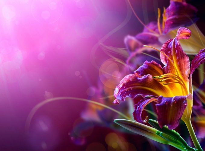 Abstract Floral 1080p Wallpapers