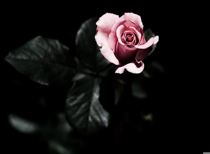 Black Rose 1080p Wallpapers