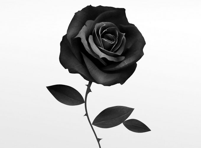 Wallpaper For Mobile Black Rose
