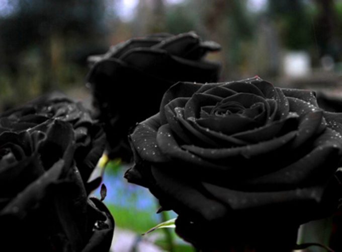 Black Rose HD Background