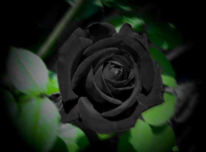 Black Rose Mobile Wallpapers