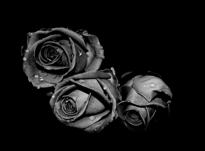Black Rose Photo