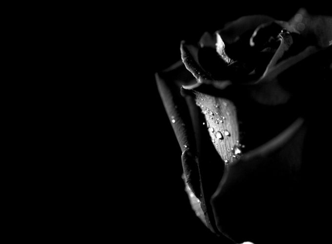 Black Rose Photos