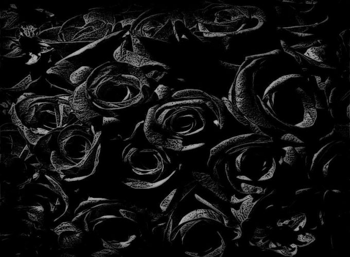 Black Rose Pics