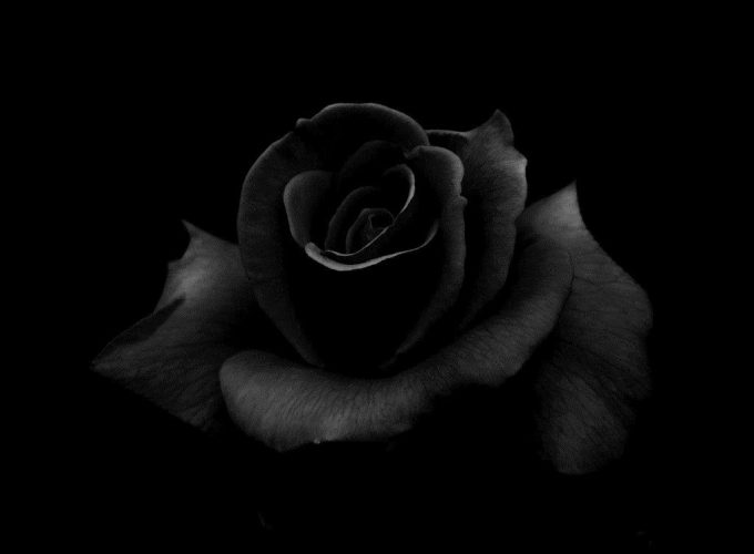 Black Rose Windows Background