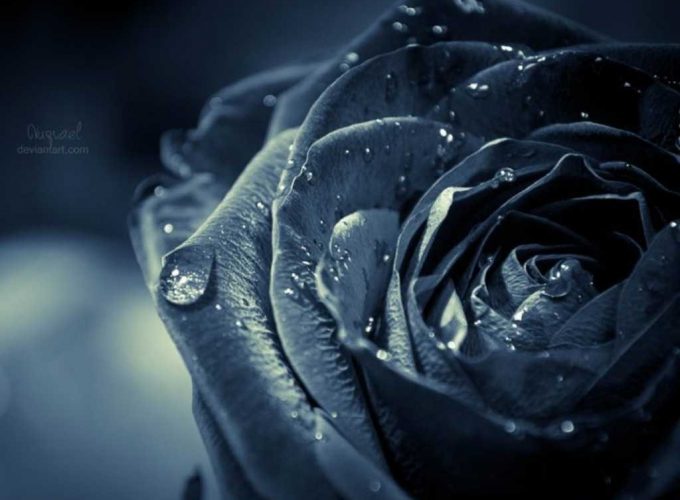Black Rose images