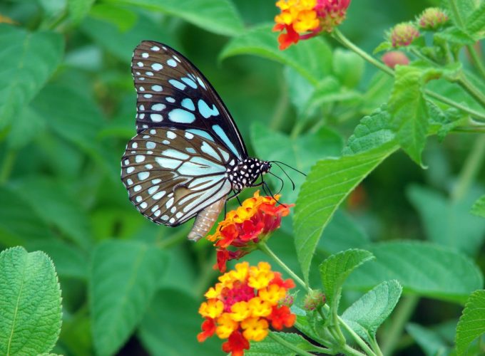 Butterfly Garden Photo