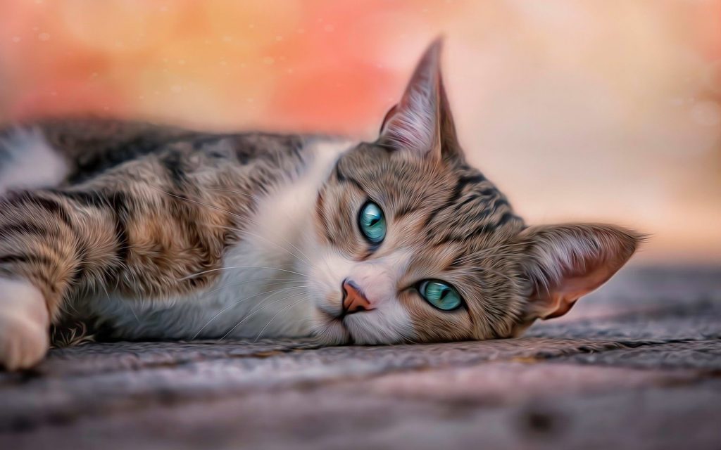 Cat Photo Wallpaper Download - High Resolution 4K Wallpaper