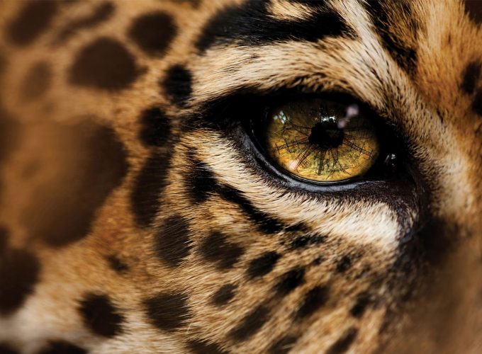 Jaguar 1080p Wallpapers