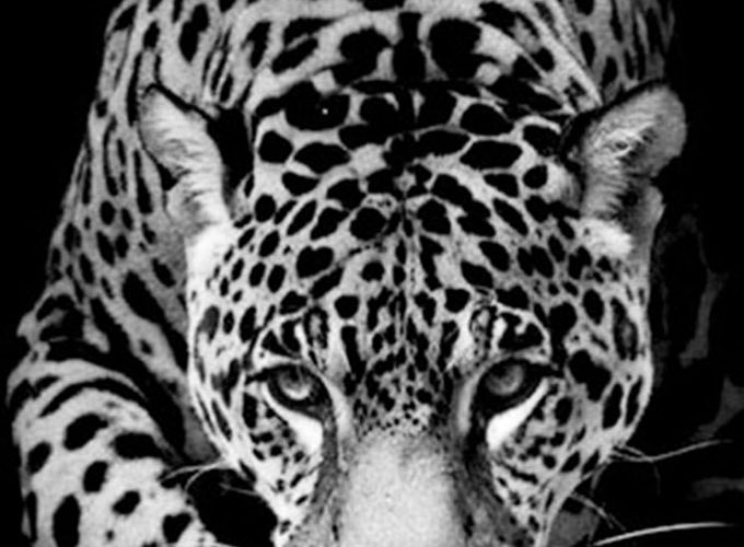 Jaguar Desktop images