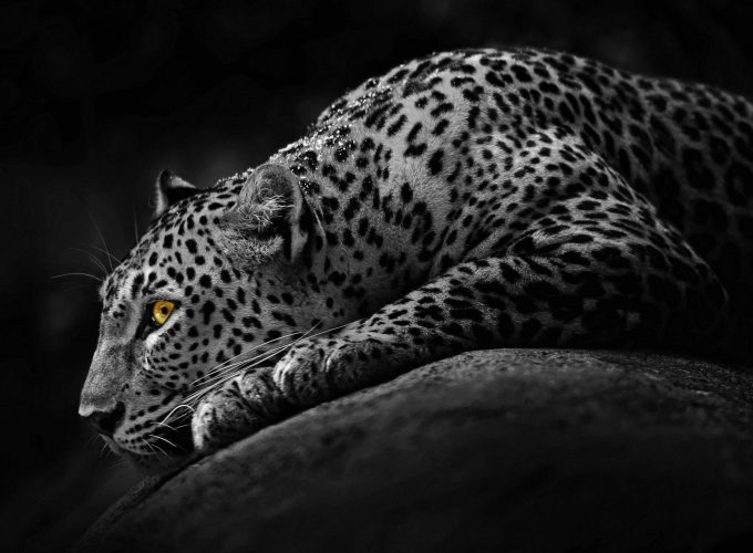 Jaguar Photo
