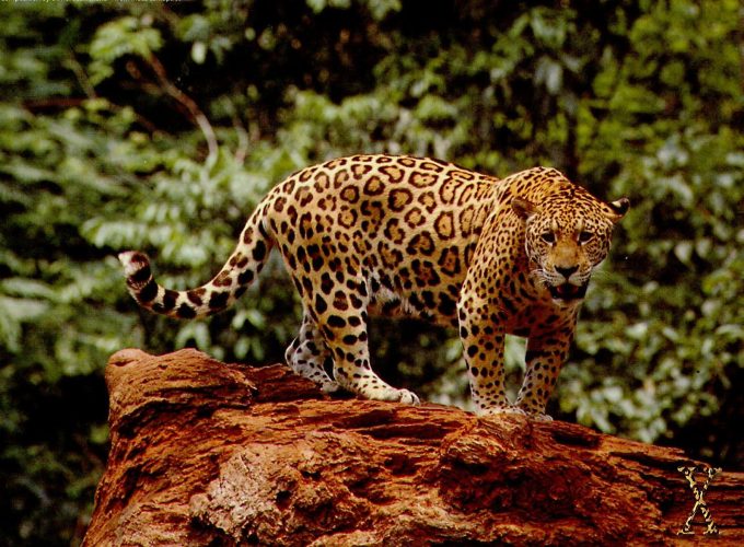 Jaguar Pics