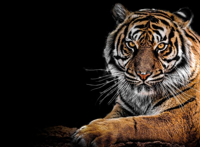 4K Tiger Wallpaper