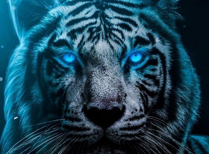 Blue eyes Tiger Wallpaper