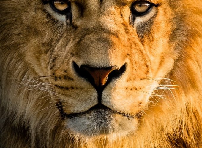 Lion face Wallpapers