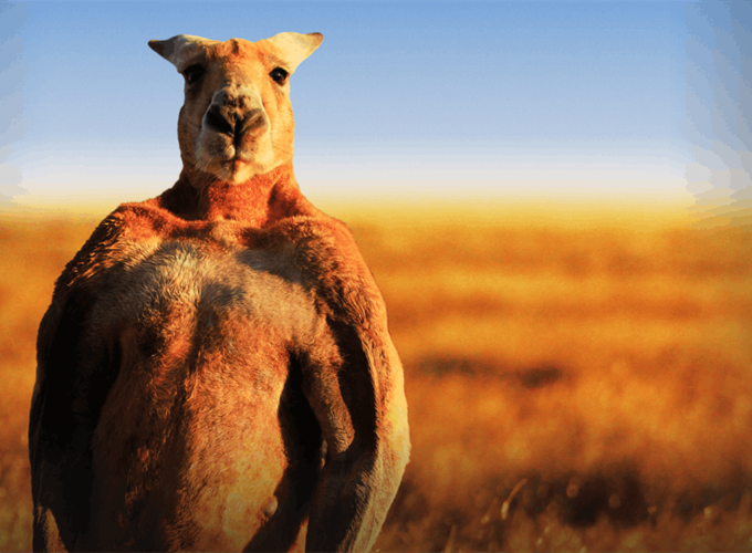 kangaroo HD Wallpapers 4K