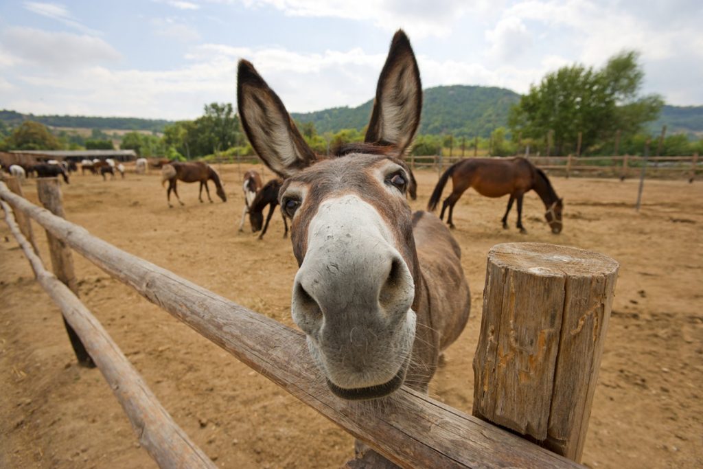 4K Donkey Background Wallpaper Wallpaper Download - High Resolution 4K