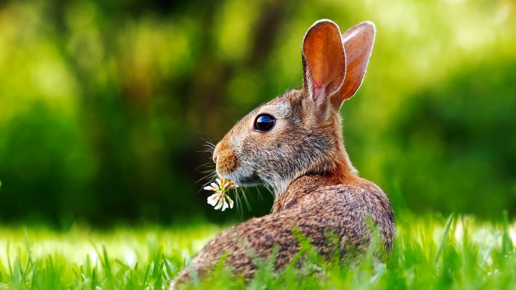 4K Rabbit Desktop Wallpaper Wallpaper Download - High Resolution 4K