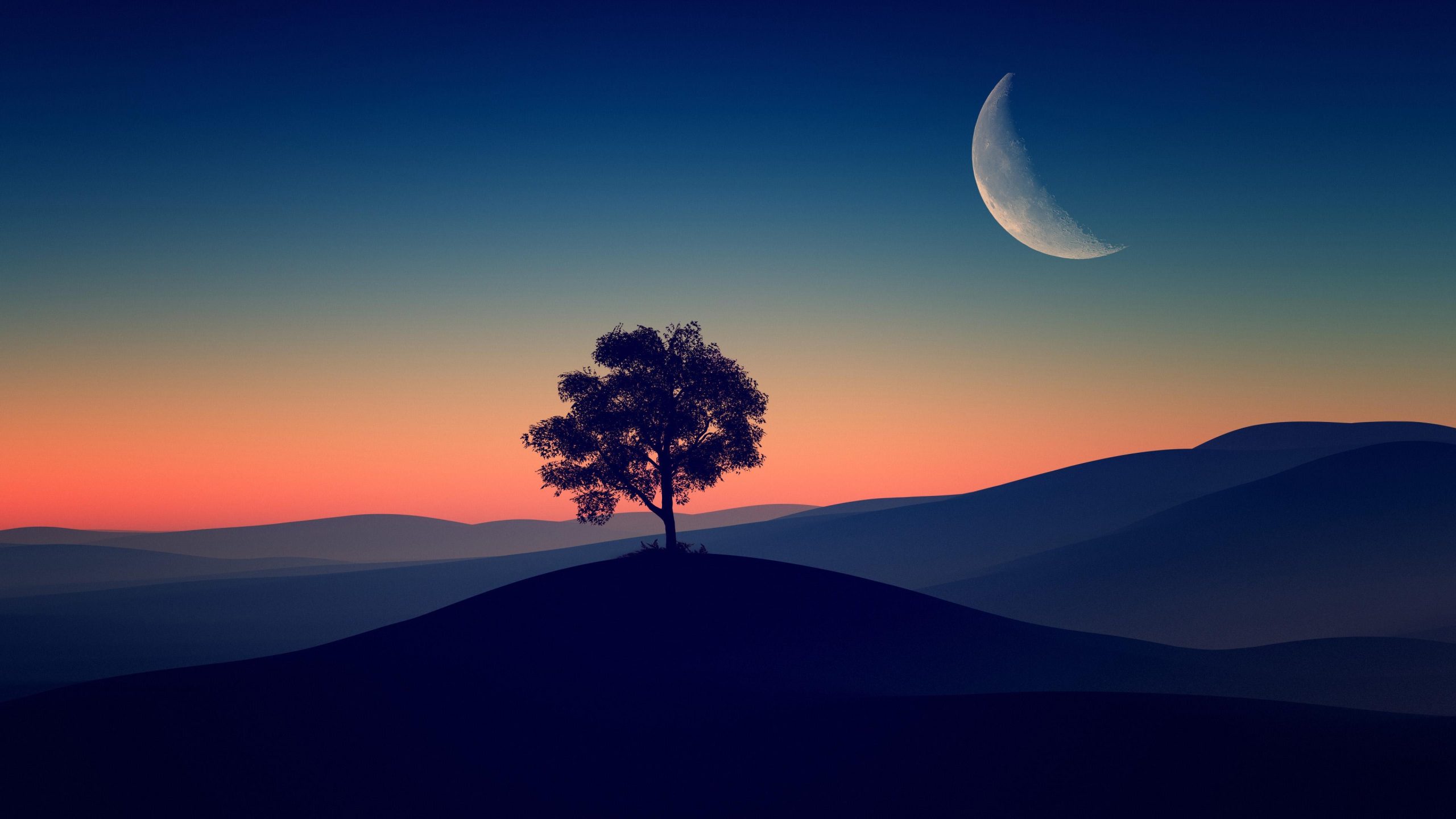 4k Tree Alone Dark Evening Desktop Wallpaper