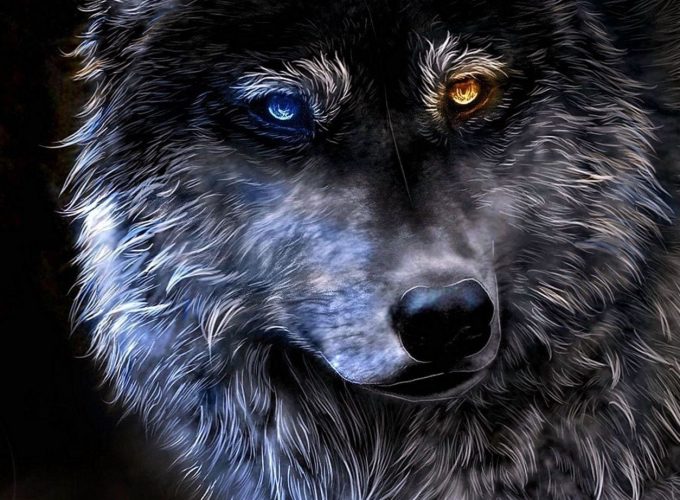 Angry Wolf HD Wallpaper Mobile