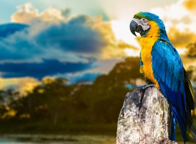 Colorful Parrot HD Wallpaper