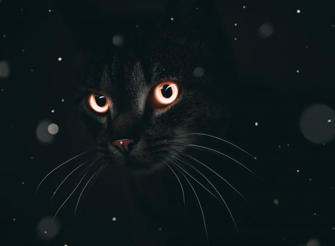Dark Cat Hd Wallpaper Desktop