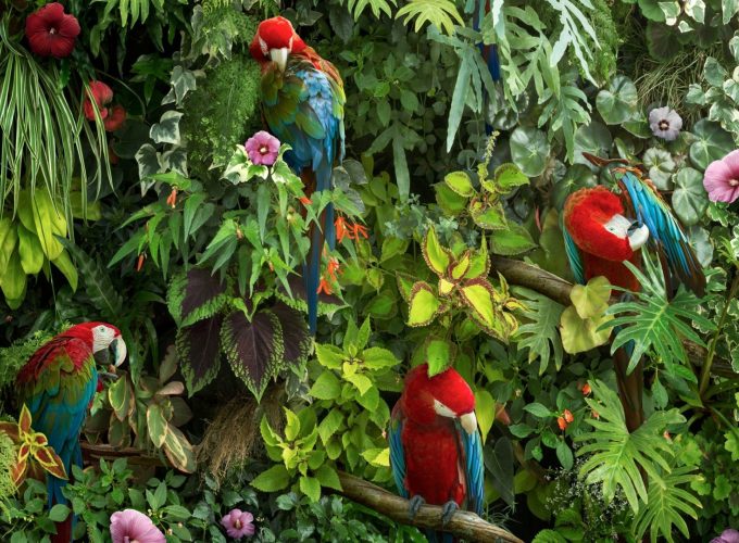 Macaw parrot HD Wallpaper