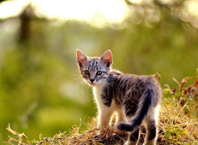 Natural Cat HD Pictures