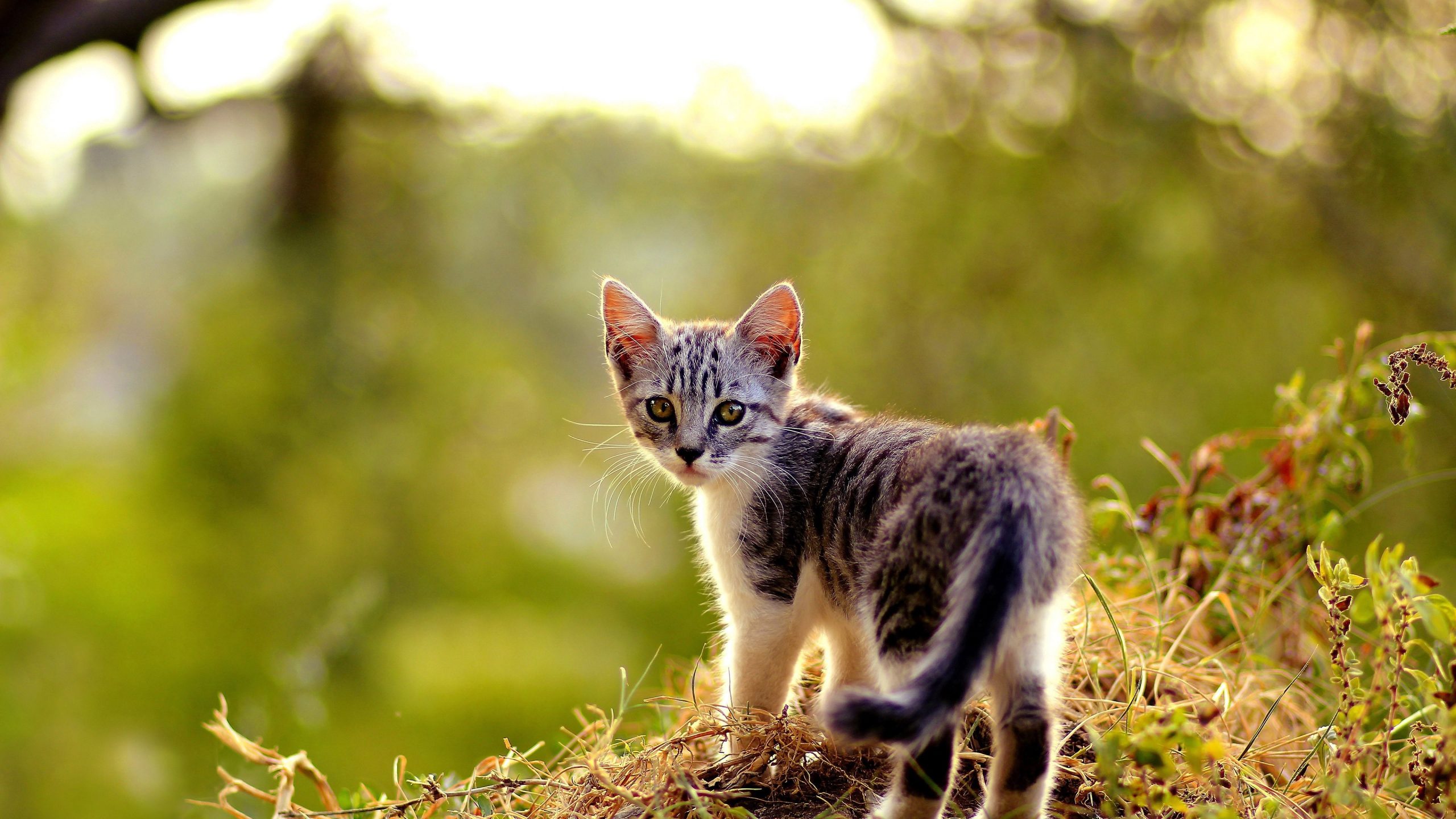 Natural Cat HD Pictures