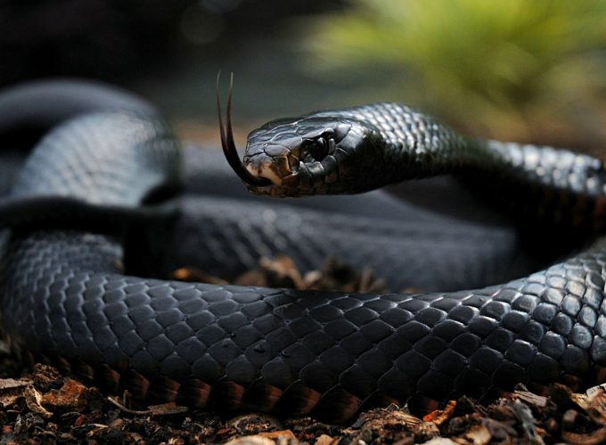 Python Snake Wallpaper HD
