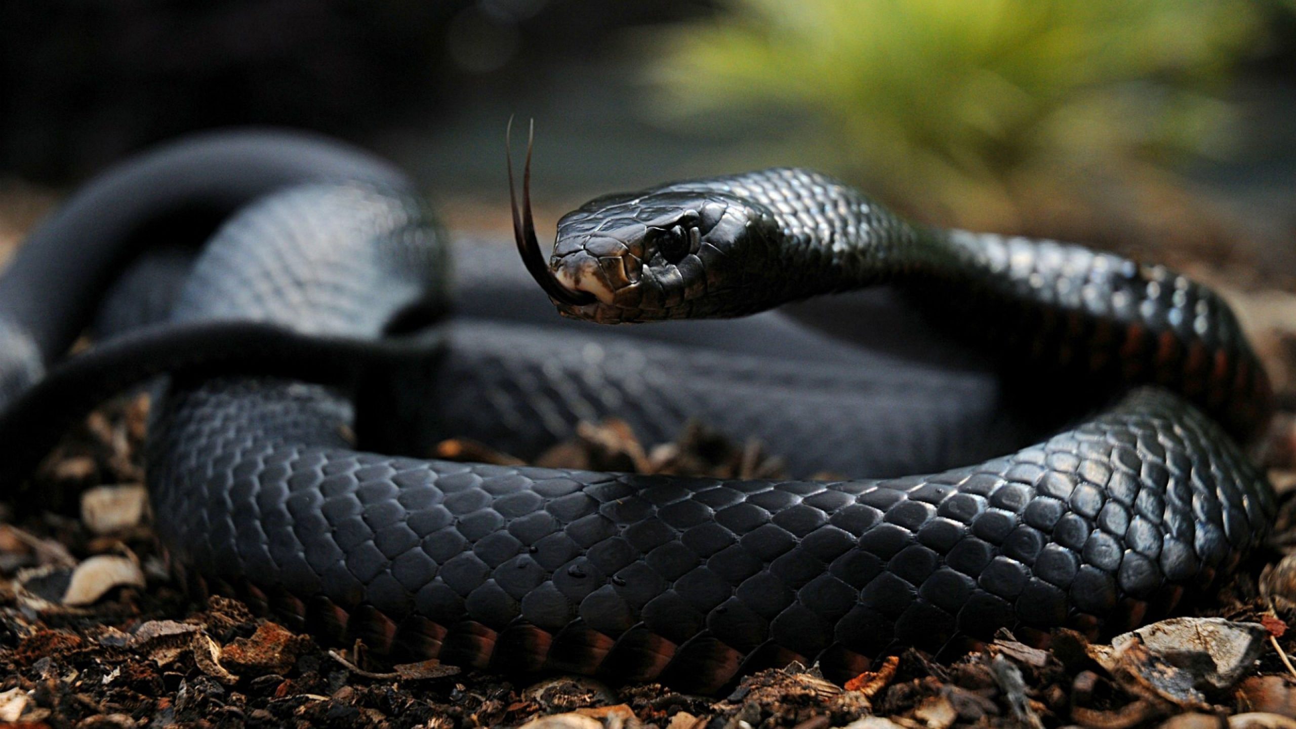Python Snake Wallpaper HD