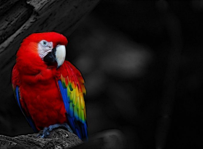 Red Parrot Wallpaper