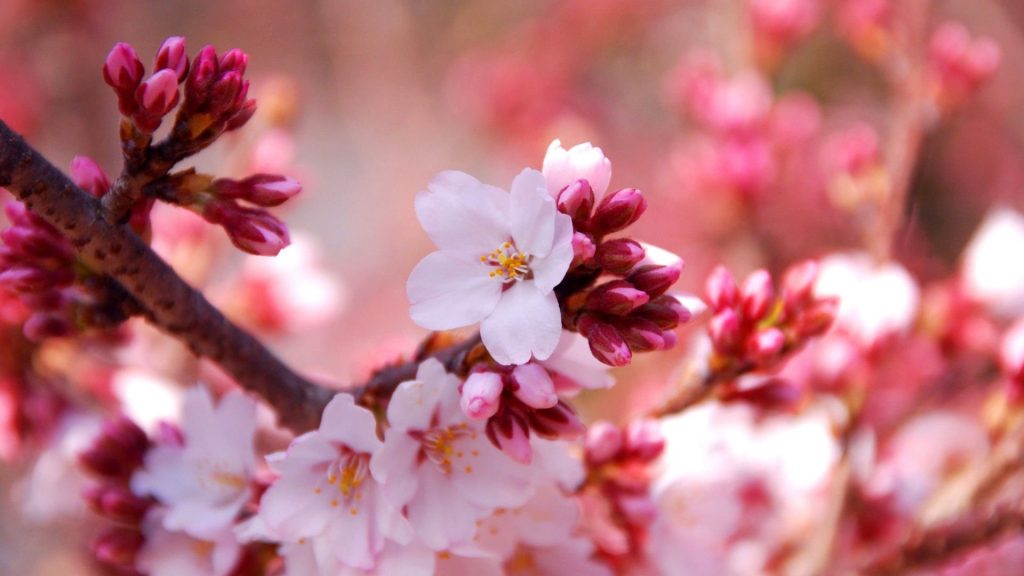 Sakura Flowers Wallpaper Wallpaper Download - High Resolution 4K Wallpaper