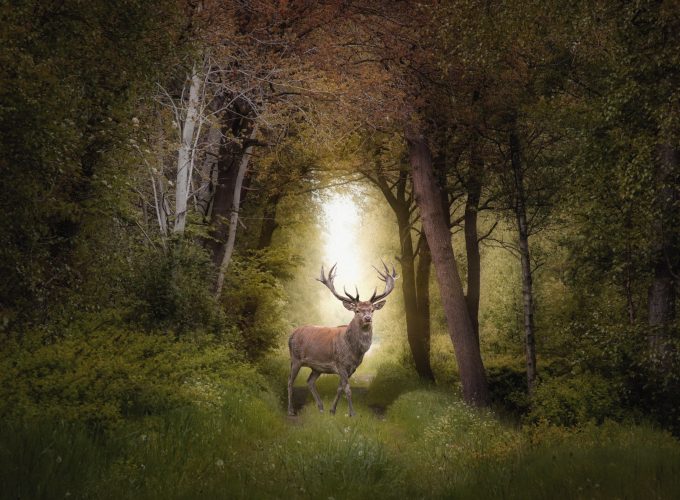 4K Photo Deer And Forest