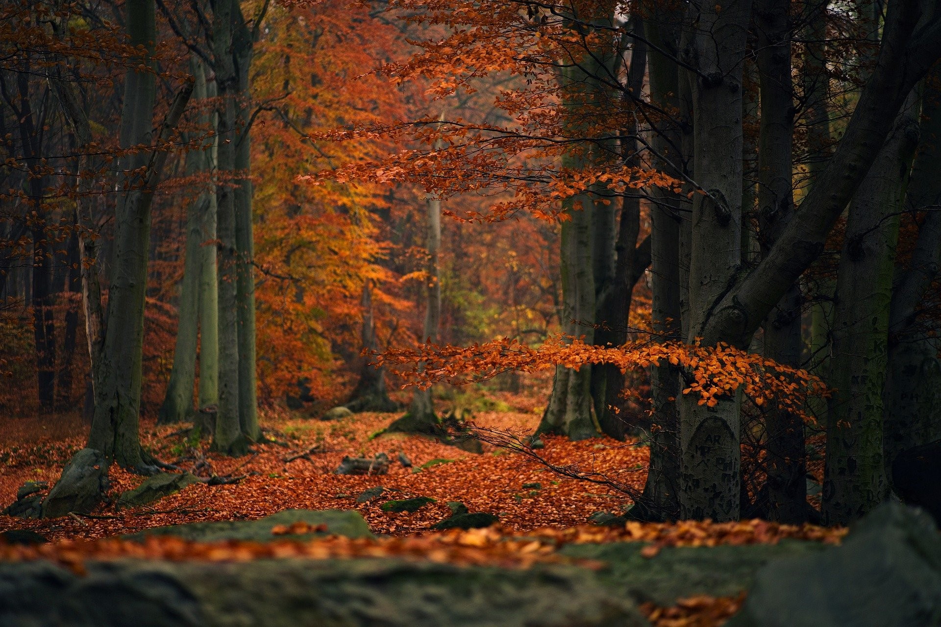 Autumn Forest And Trees