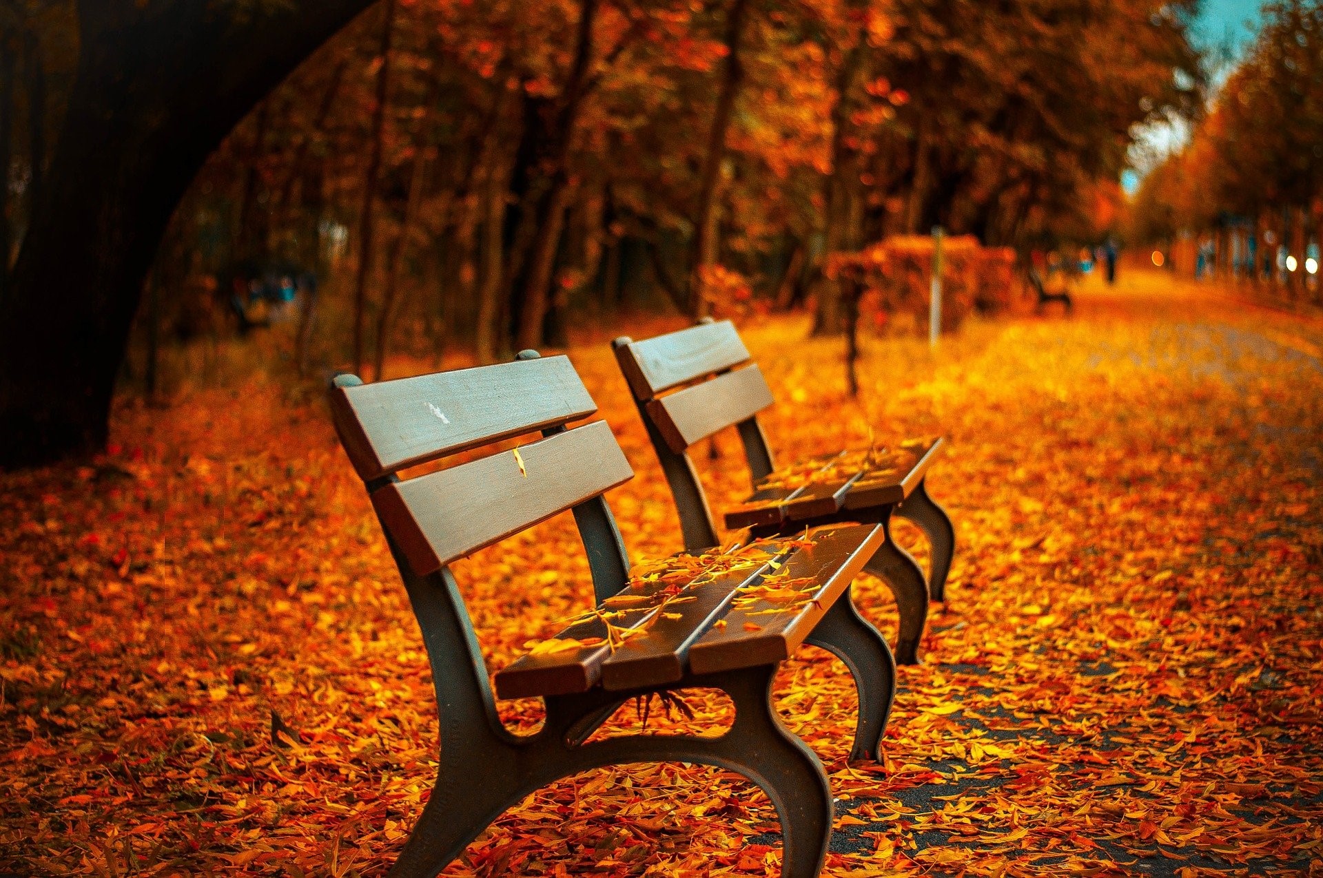 Benches In The Autumn And Fallen Leaves